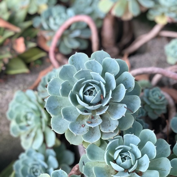 succulent8